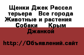 Щенки Джек Рассел терьера - Все города Животные и растения » Собаки   . Крым,Джанкой